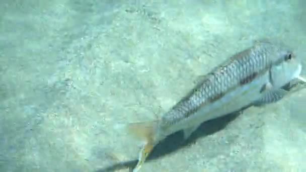 Salema Porgy Fische Schwimmen Über Felsen Meer — Stockvideo
