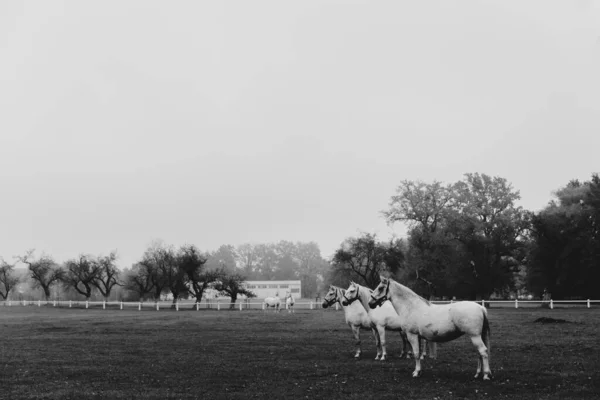 Three White Kladruber Horses Standing Row Foggy Morning — Stock Photo, Image