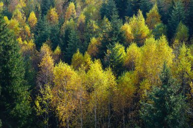 Ormandaki ağaçların canlı renkleri Sonbaharda dağda