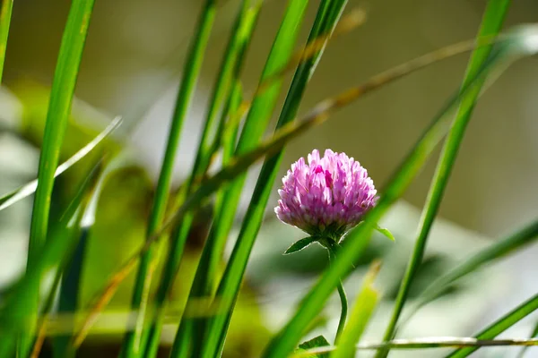 Nature Background Tiny Gentle Pink Flower Wild Clover Meadow — Stock Photo, Image
