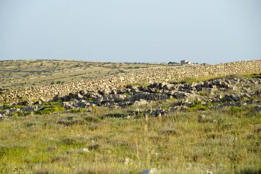 Hırvatistan 'ın Pag adasında yeşil çayır ve geleneksel kuru taş duvarlarla manzara