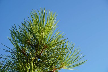 Mavi gökyüzünün önündeki kıyı çam ağacının tepesinde bedava fotokopi alanı olan iğneler.