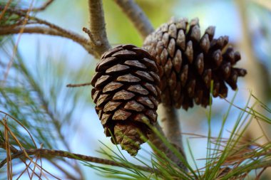 Two old brown pine cones on the branch of pine treetop close up