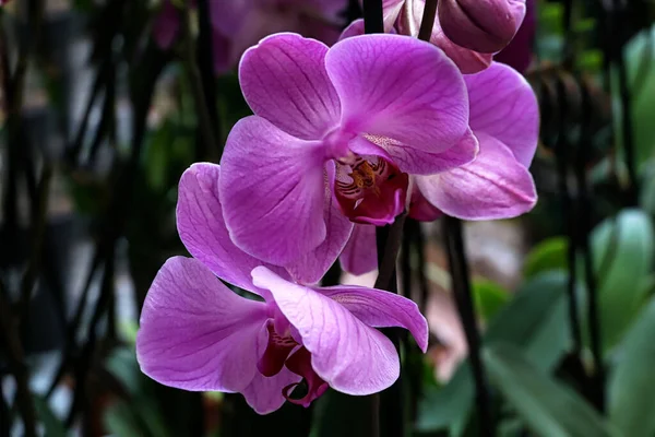 Gentle purple orchid Phalaenopsis scientific name Vanda Pachara Delight