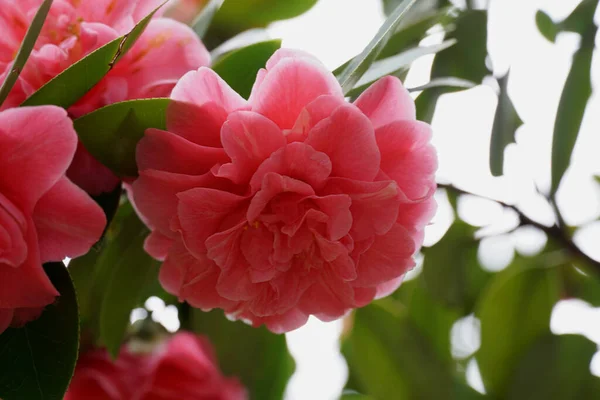 Light pink gentle flower of Camellia japonica in the park close up