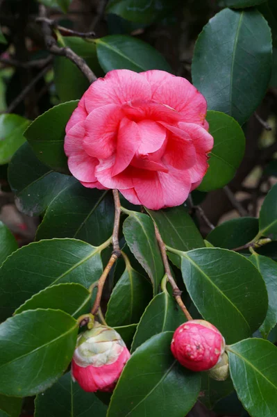 Camellia japonica dark pink flower with two buds surround with green leaves
