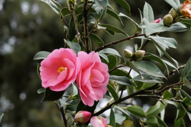 Parkta açan açık pembe kamelya çiçeği dalı.