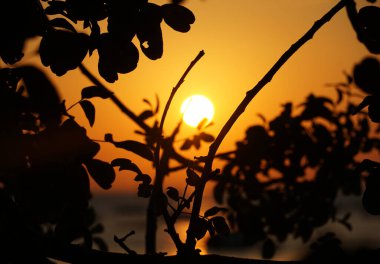 Romantik bir arka plan. Parlak güneş topu. Ağaç dallarının siyah siluetinin arkasında.