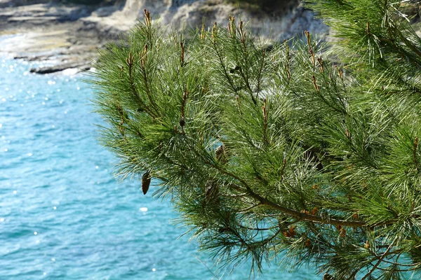Ветви Соснового Дерева Старым Сосновым Шишкой Над Синим Морем — стоковое фото