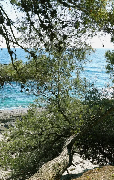 Pino Verde Sobre Costa Del Mar Durante Hermoso Día Primavera — Foto de Stock