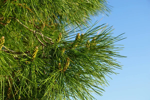 Greeb Mladé Pupeny Pinus Pinaster Nebo Borovice Modrém Nebi Pozadí — Stock fotografie