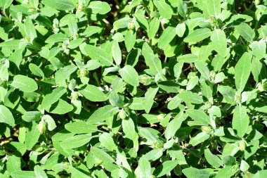 Hırvat Dalmaçya 'sında Salvia Officinalis adlı yeşil şifalı bitki halısı