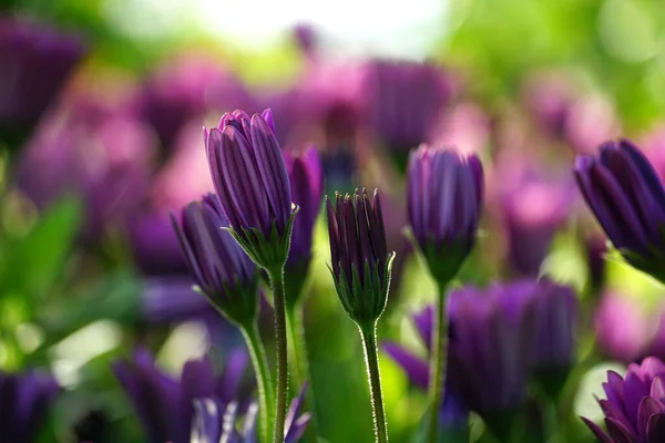 Bourgeons Violets Marguerites Printanières Sur Pelouse Verte Vue Rapprochée Avec — Photo
