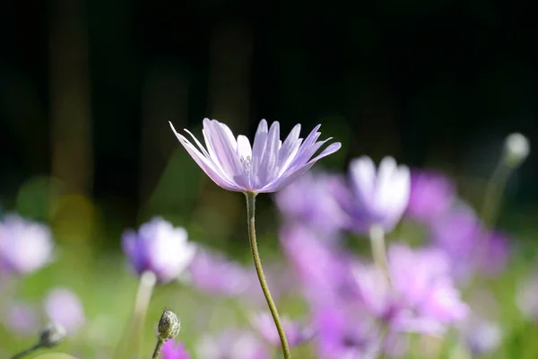 Gentle White Bud Delicate Petals Black Pastel Background — Stock Photo, Image