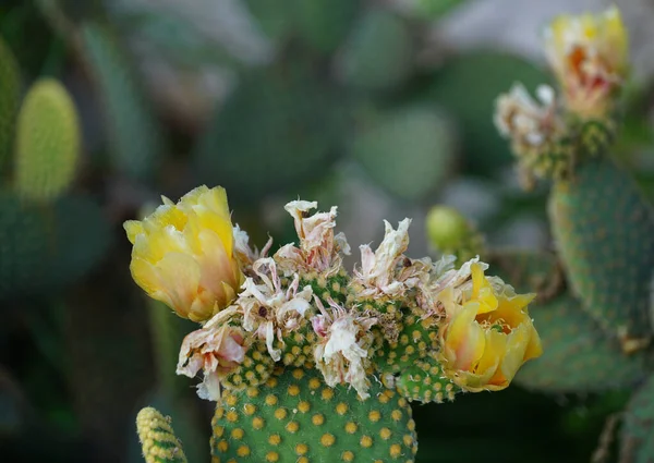 stock image Flowering Opuntia or Paddle Cactus with yellow petals on big green succulent leaves