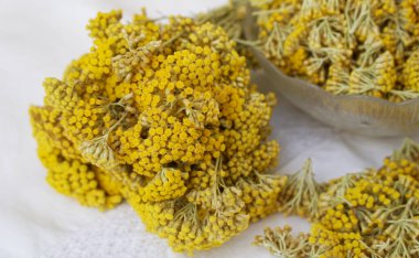 Tıbbî Immortelle bitkisi taze bir çayırda toplandı ve kurutulmaya hazır.