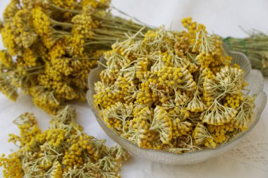 Doğal kozmetik ürünleri ve tıbbi malzemeler yapmak için hazırlanmış sarı buğday tomurcukları.