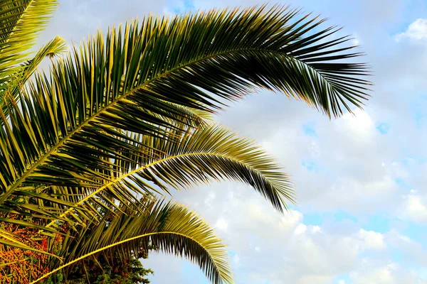 Feuilles Frondes Palmier Vert Long Éclairées Par Soleil Devant Ciel — Photo