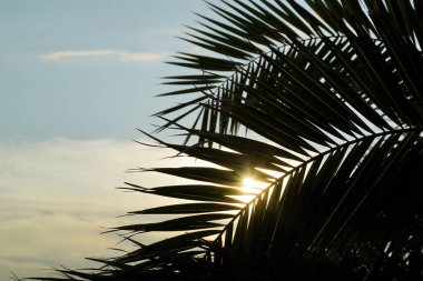 Gökyüzünde romantik günbatımının önünde yeşil palmiye yaprakları