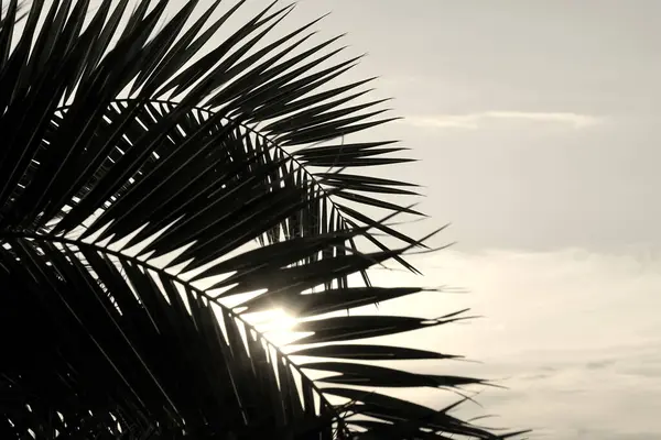 Sepia Farbe Nahaufnahme Palmblätter Nahsicht Auf Hintergrund Mit Freiem Kopierraum — Stockfoto