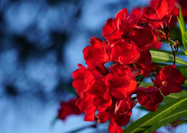 Rama Floreciente Flores Olivo Rojo Intenso Frente Fondo Azul —  Fotos de Stock