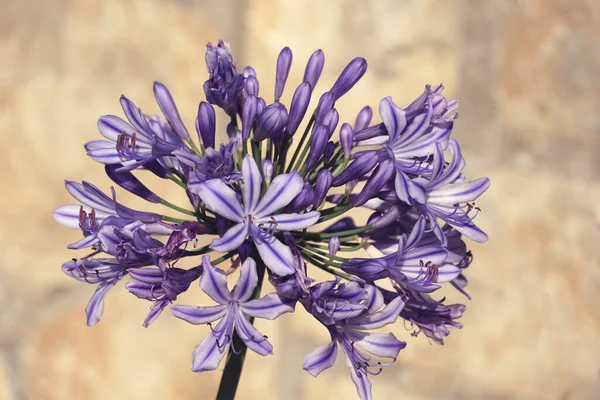 An unusual big purple flower from the bulb family