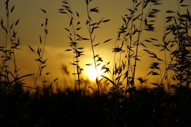 Gün batımında gün batımında çimen bitkisinin silueti ile gün batımının önünde
