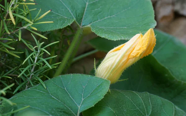 Yellow Bud Ornamental Squash Growing Surrounded Greenery Home Garden Close — Stock Photo, Image