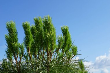 Mavi gökyüzünün tepesindeki ağaçların dallarında keskin iğneler olan çam ağacı.