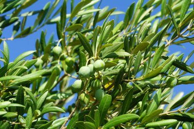 Olgun zeytin meyveleriyle dolu zeytin dalları mavi gökyüzünün önünde rüzgarda sallanıyor.