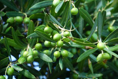 Yazın sonunda Dalmaçya 'da zeytin ağacının tepesinde yeşil zeytin meyveleri