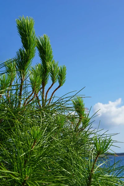 Соснове Дерево Росте Біля Моря Влітку Красивому Середземноморському Середовищі — стокове фото