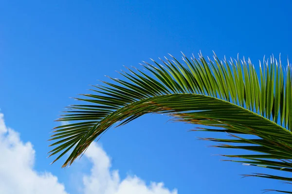 Großes Grünes Blatt Einer Palme Vordergrund Mit Blauem Himmel Hintergrund — Stockfoto