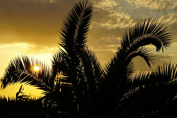Palmwedel Oder Palmzweige Die Sich Während Des Sommerlichen Sonnenuntergangs Wind — Stockfoto