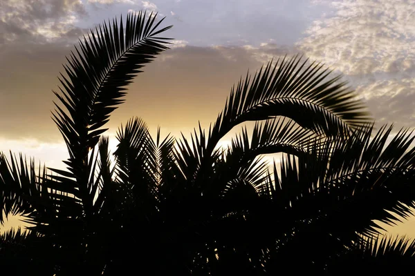 Rameaux Palmiers Frondes Palmiers Silhouette Noire Devant Ciel Magnifique Avec — Photo