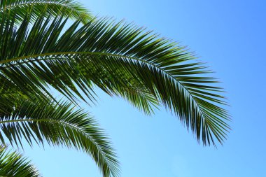 Yazın rüzgarda sallanan palmiye yapraklarıyla soyut bir arka plan.