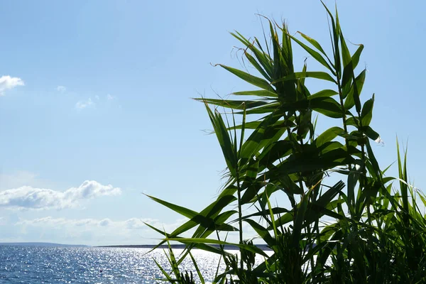 Bamboo long green leaves and branches growth near sea swaying on the wind nature background