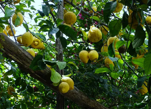 Meyve bahçesinde yetişen limon ağacında büyük taze limonlar.