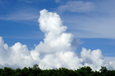Yeşil çam ormanının üzerinde muazzam büyüklükte beyaz kümülonimbus bulutu