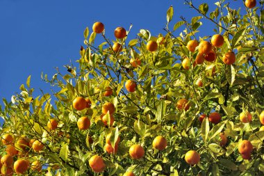 Akdeniz mandalina ağacı ya da sulu portakal ve olgun meyvelerle dolu Citrus reticulata