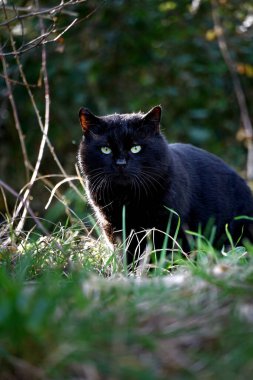 Şehir parkında saklanarak avını gizleyen siyah bir evcil kedi.