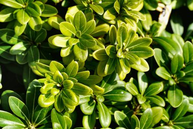 Deri yapraklar doğal çit manzarası için uygun her zaman yeşil bitki.