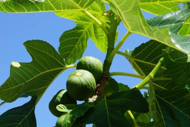 Ağaçta yeşil yapraklı incir meyveleri Yazın başında mavi gökyüzü böğürür