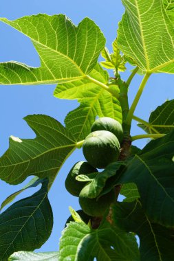 İncir meyveleri ya da incir ağacındaki Latin Ficus 'ta yaz başında