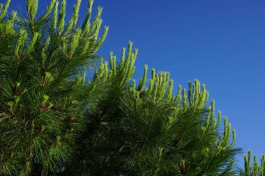 Açık yeşil iğneli çam ağacının genç dalları açık mavi gökyüzü arka planında
