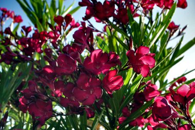Küçük kırmızı çiçeklerle dolu ağaç tepeli Kırmızı Dalmaçyalı Oleander ağacı