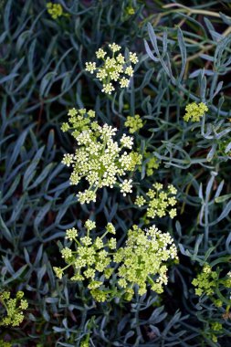 Crithmum Maritimum 'un sarı çiçeği ya da kaya örnekleri ya da deniz rezene bitkisinin düzlüğü.