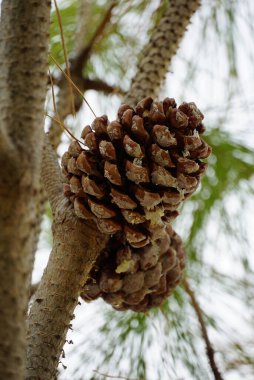 Çam ağacı dalında çam kozalakları çam reçinesiyle kaplıdır.