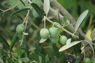 Olea europaea Dalmaçya zeytin ağacının dallarında küçük meyveler