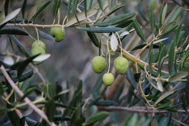 Organik olarak yetişen zeytin meyveleri ağır hava koşullarından zarar gördü